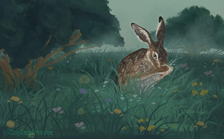 in the rainy meadows